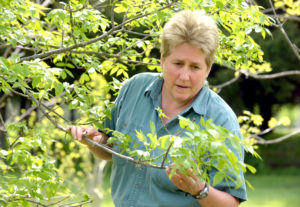 Deb McCullough, an MSU entomologist and one of the worlds foremost expert on the emeral ash borer, inspects an ash tree at a research area on the MSU campus filled with ash trees. Photo Courtesy of Greg DeRuiter (originally published in Lansing State Journal).