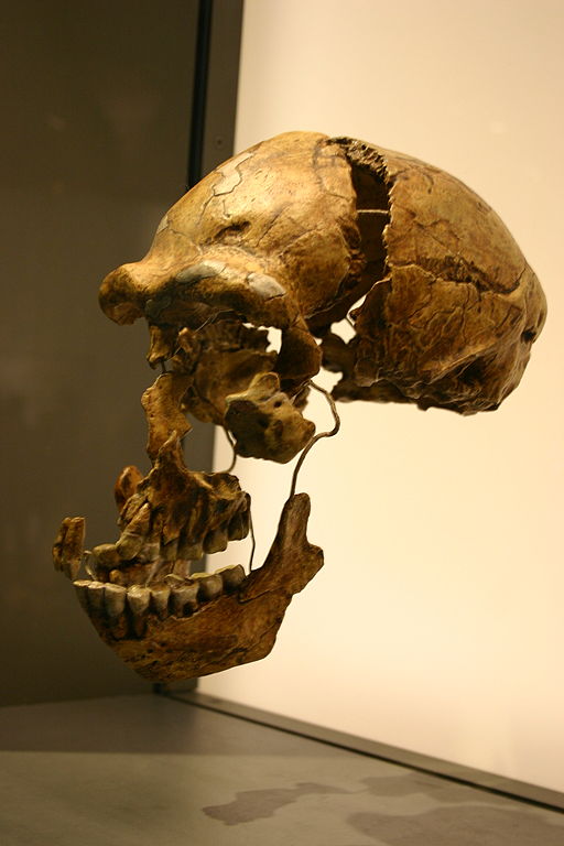 The fragmented skull of Peking Man, the fossil that launched discussions of human origins in China.