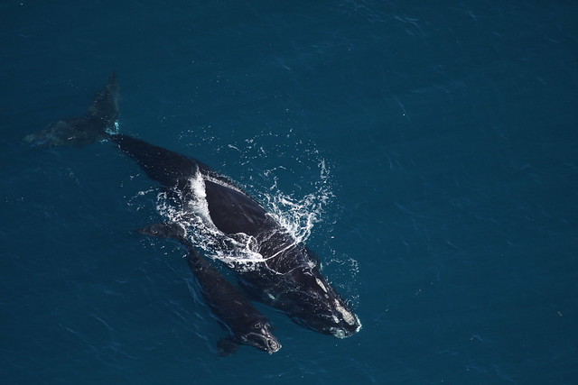Right whales off the coast of Florida in 2014.