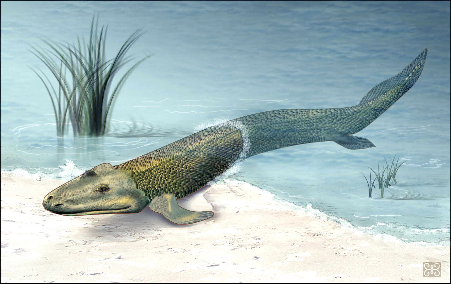 This scientific illustration shows a fossil fish, Tiktaalik roseae, with a flat head and long, greenish-yellow body. The fish has two pairs of fins, the front of which are resting on sand while the back fins are in water. The fish is half on land and half in water to represent its transition point in evolution.