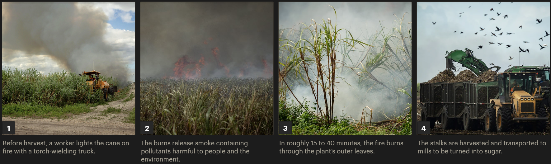 This series of four images shows how sugar cane is burned and harvested. In the first, a worker on a tractor is lighting a cane field on fire, smoke billowing up behind him. The second shows the burns, highlighting smoke coming up from the field. The third shows the aftermath of a burn, with plants' outer leaves withered and brown. The fourth shows cane stalks on a truck, about to travel to a mill.