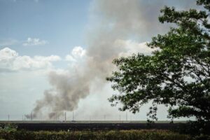 Photo of a sugar cane field being burned, emanating smoke into the sky